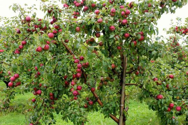 Яблоня плодоносит уже на 5-6 год