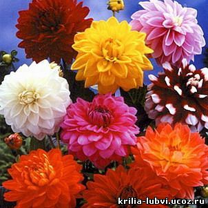 Значение цветов. Какие цветы подарить девушке, другу, маме, сотруднице, бабушке, жене, любовнице